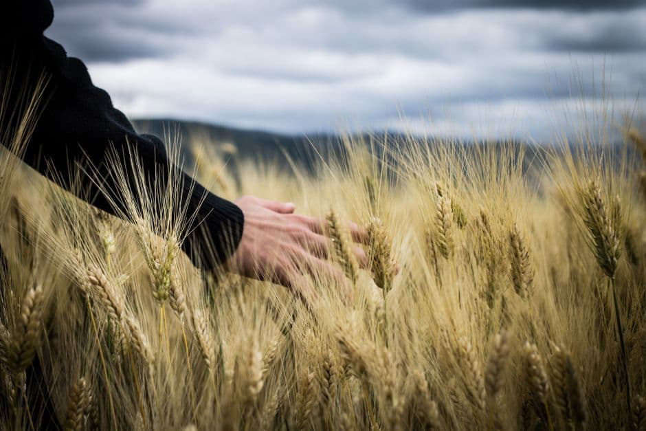 What Is Crop Insurance and How Does It Protect Kenyan Farmers from Drought and Floods?
