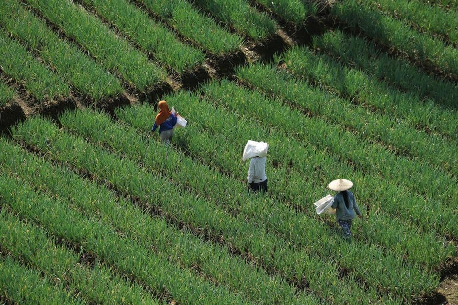 Index-Based Insurance Explained: How Satellites Decide When Farmers Get Paid